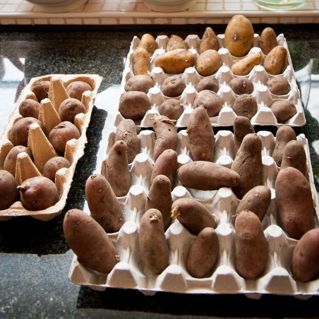 pootaardappelen-267011363421045.jpg