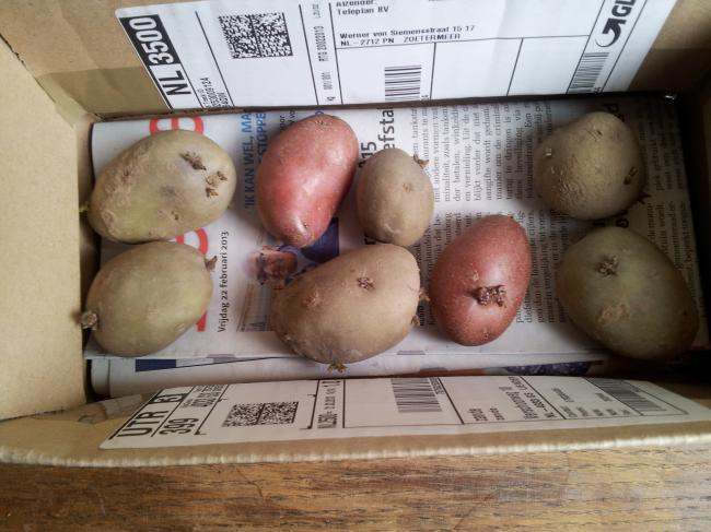 pootaardappels60871363184405.jpg