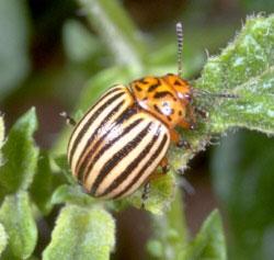 potato-colorado-potato-beetle-1l65361340804701.jpg