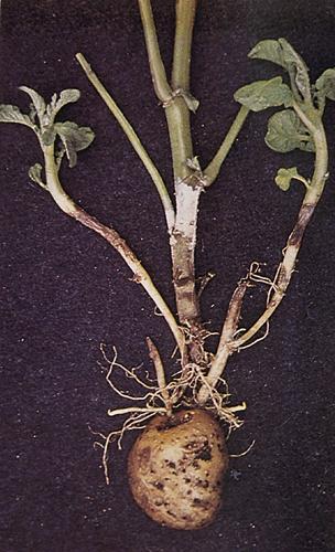 potato-rhizoctoniastem66771370859349.jpg
