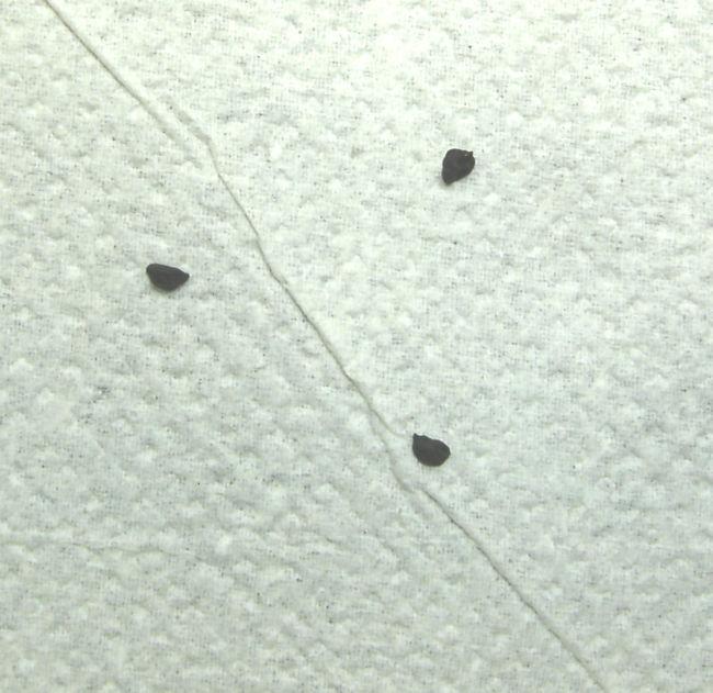 prei00368821387653980.jpg