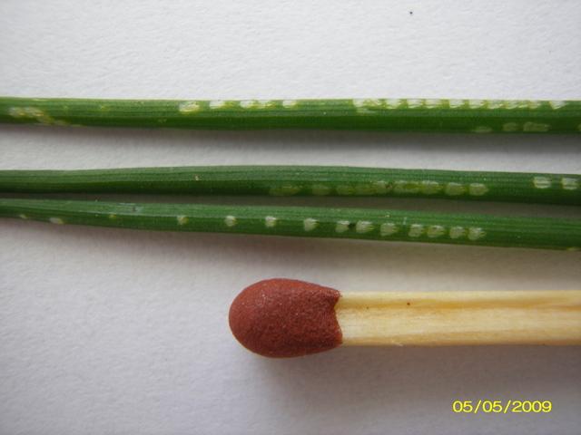 preimineervlieg71471354834964.jpg