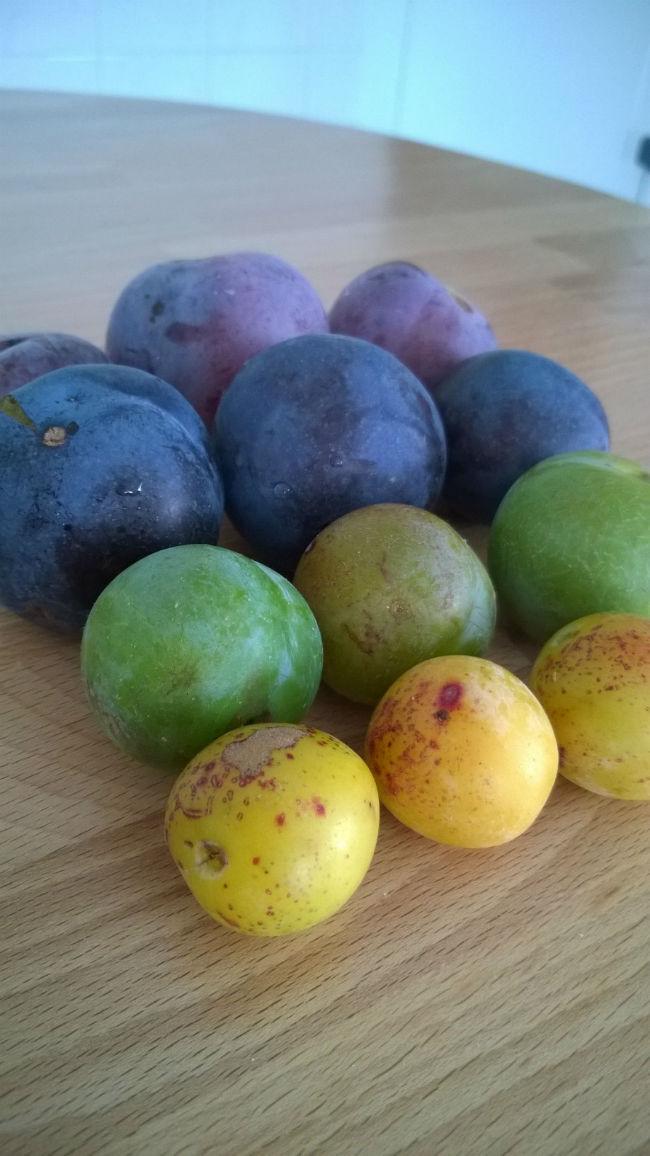 pruimen70541407580394.jpg