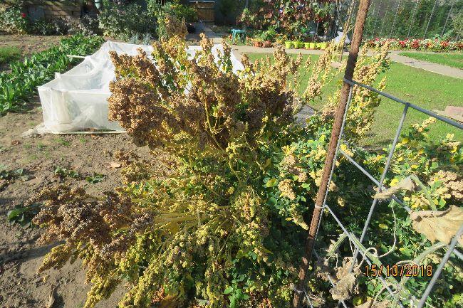 quinoa286241539631031.JPG