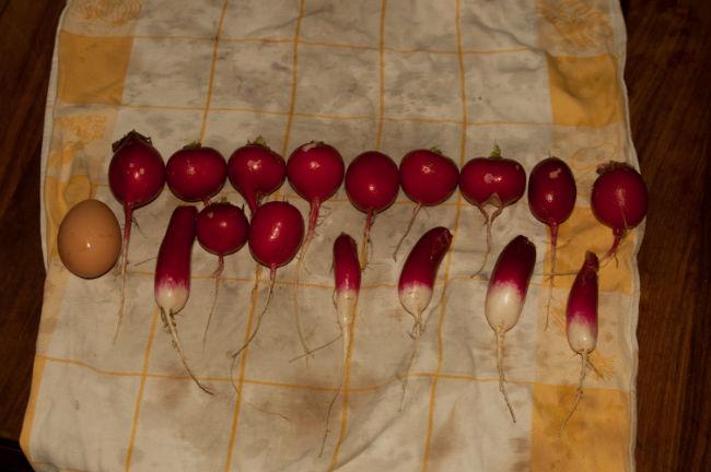 radijs26861398276860.jpg