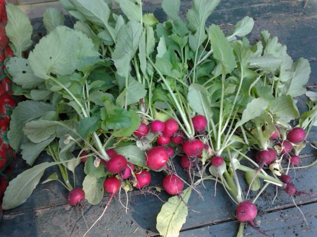 radijsoogst73821338141296.jpg