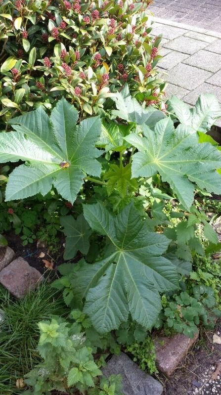 rare-plant27331383999322.jpg