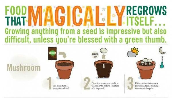 regrowmushrooms23841457998970.jpg