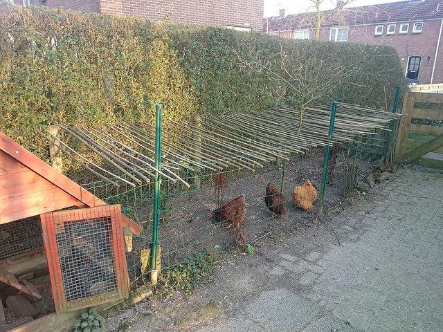 Uitrusten zeemijl Wrak Kippen houden in kleine tuin - Nutsdieren - Moestuin Forum