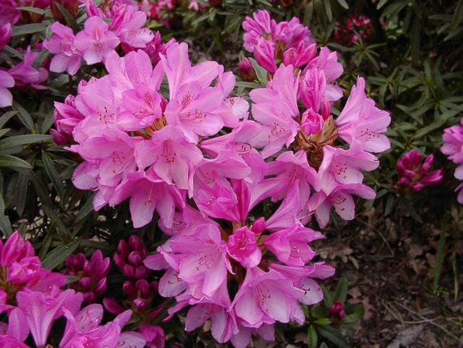 rhododendron-graziellarhododendron-ponticum-graziella123511432520740.jpg