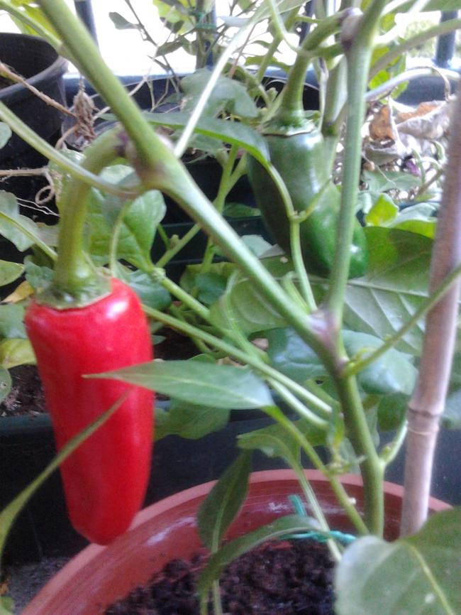 rode-peper-22-aug-201293771345721055.JPG