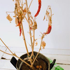 rode-peperplant-290x29094061440099960.png