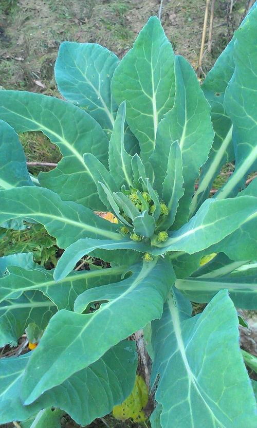 romanesco0144901457034363.jpg