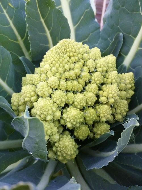 romanesco0286211457034610.jpg