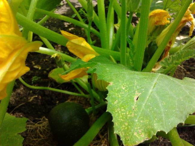 rondecourgettes69241340215475.jpg