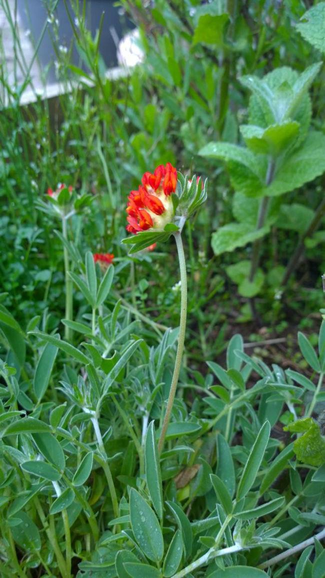 rood47611461568627.jpg