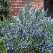 rooffsissinghurst-blue38361328758706.jpg