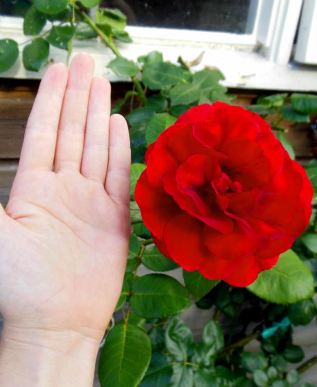 roos-handvert68681437597452.JPG