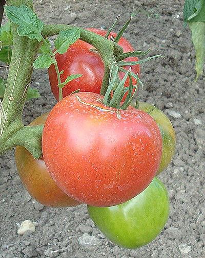 rosedeberneDSC0546053921407745231.JPG