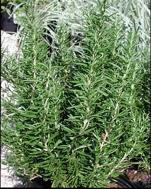 rosemary239661334961732.jpg