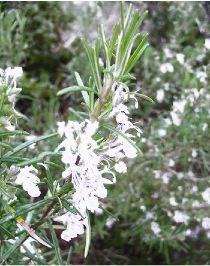 rosmarinus-officinalis-albiflorus54381328715230.jpg