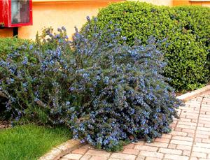 rosmarinus-officinalis-prostratus44721328715106.jpg