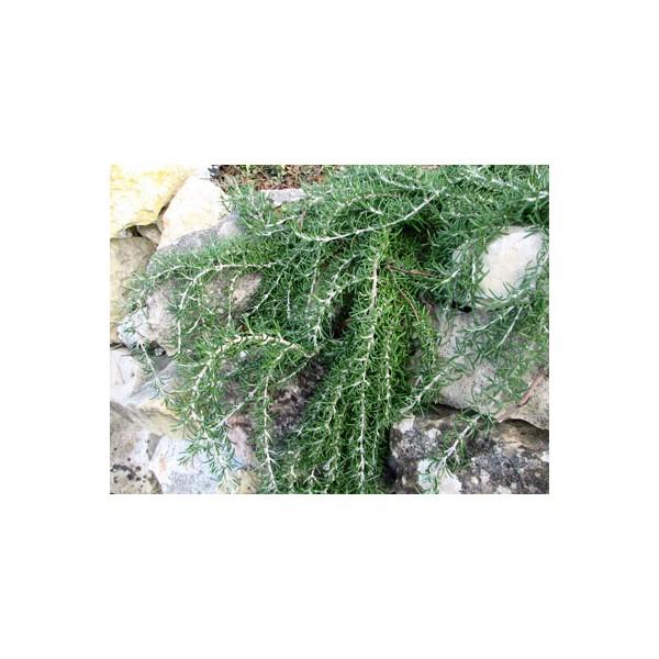 rosmarinus-officinalis-repens0252111333242811.jpg