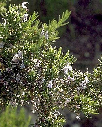 rosmarinus-officinalis0139791328714800.jpg