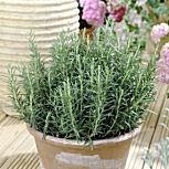 rosmarinusofficinalis0372261328714923.jpg