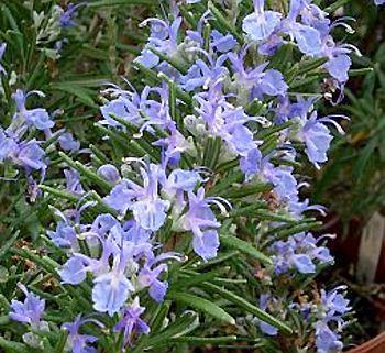 rosmarinusofficinaliscorsican-blue0177951329424922.jpg