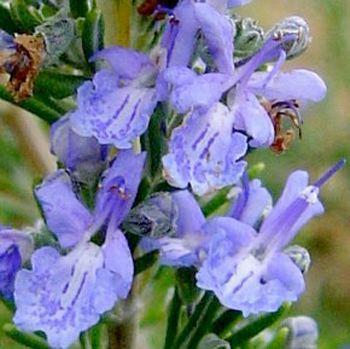rosmarinusofficinaliscorsican-blue0216331329424923.jpg