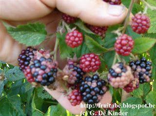 rubusfruticosuschesterthornlesszonnebrand57641564233166.jpg