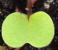 rucola-blaadje-als-appel88801398440513.jpg