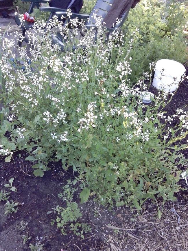 rucola12671457033802.jpg