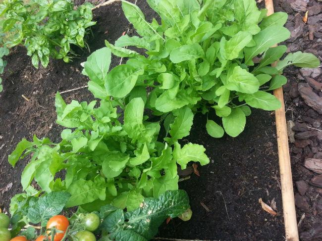 rucola41531403093066.jpg