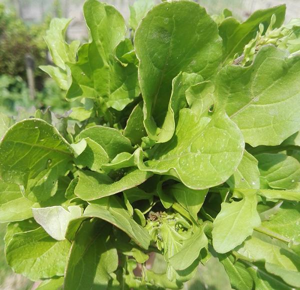 rucola44861557246960.png