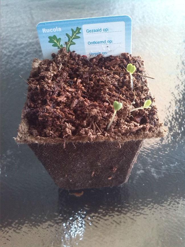 rucola48111424424204.jpg