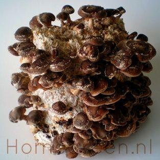 shiitake-kweekbaaltje64121509360391.jpg