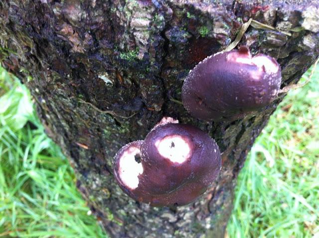 shiitake137841343804150.jpg