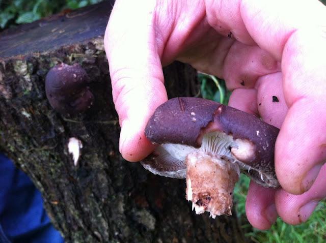 shiitake377981343804151.jpg