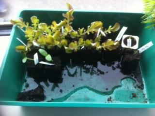 sla-plantjes32851334136494.jpeg