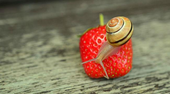 slakken-bestrijden-natuurlijk-zonder-gif62391491469453.jpg