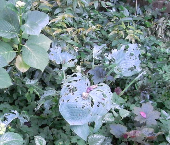 slakkenvraat-hosta55491402090781.png