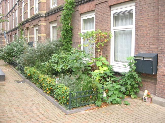 slechts-een-vijg-als-moes58981363996414.JPG