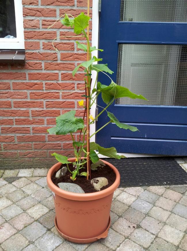 snack-komkommer23641336305758.jpg