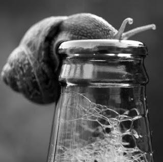 snailbeer50001366189640.jpg