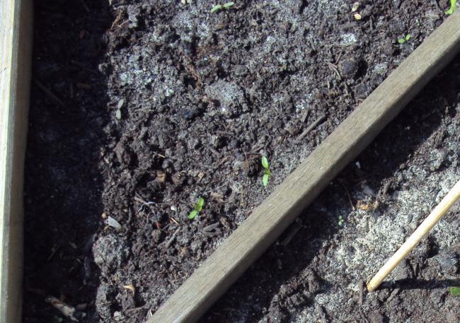 snijbiet-klein83011373795518.jpg