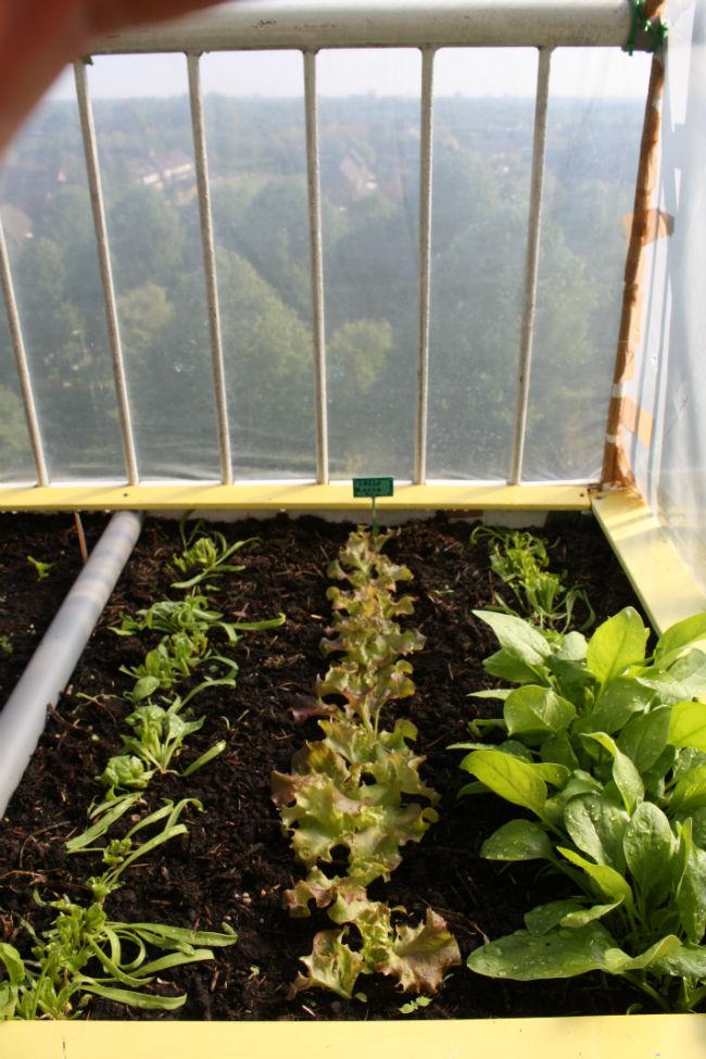 spinazieoogst-balkontuin-19-04-14-00623131398242245.JPG