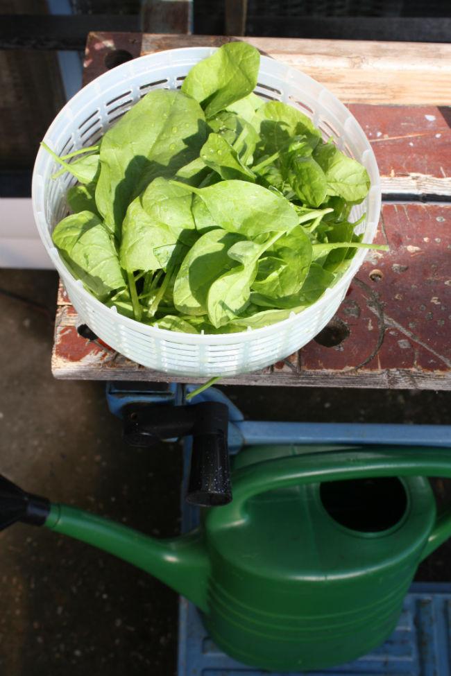 spinazieoogst-balkontuin-19-04-14-01171821398242340.JPG