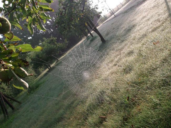 spinnenweb79781475752473.JPG
